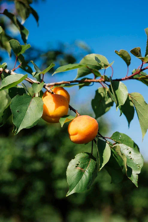 American Spoon Apricot Jam - Marcel’s Culinary Experience