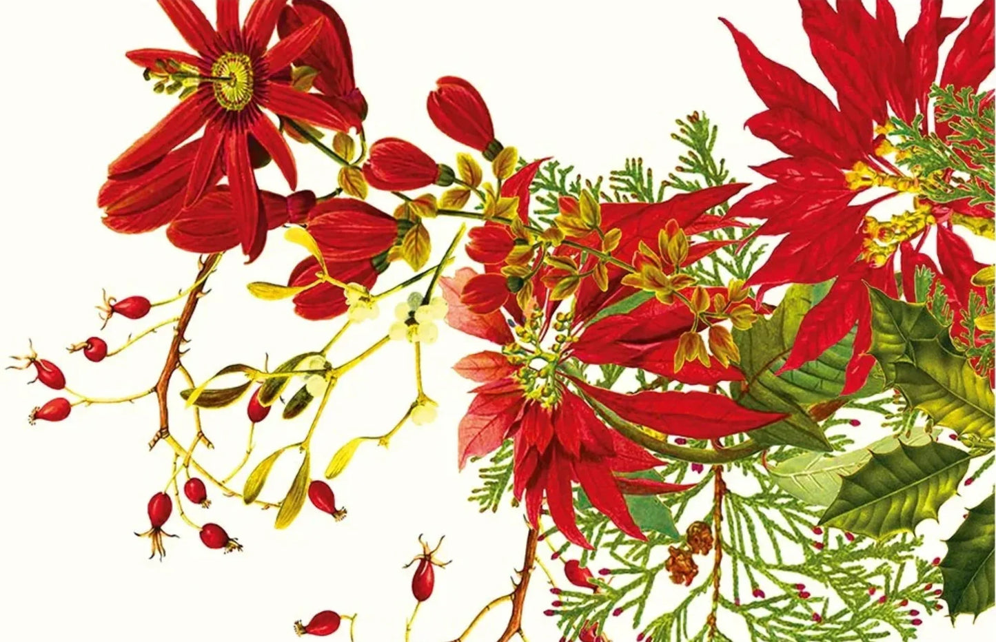 Detailed botanical illustration of red poinsettias, berries, holly, and greenery on white background