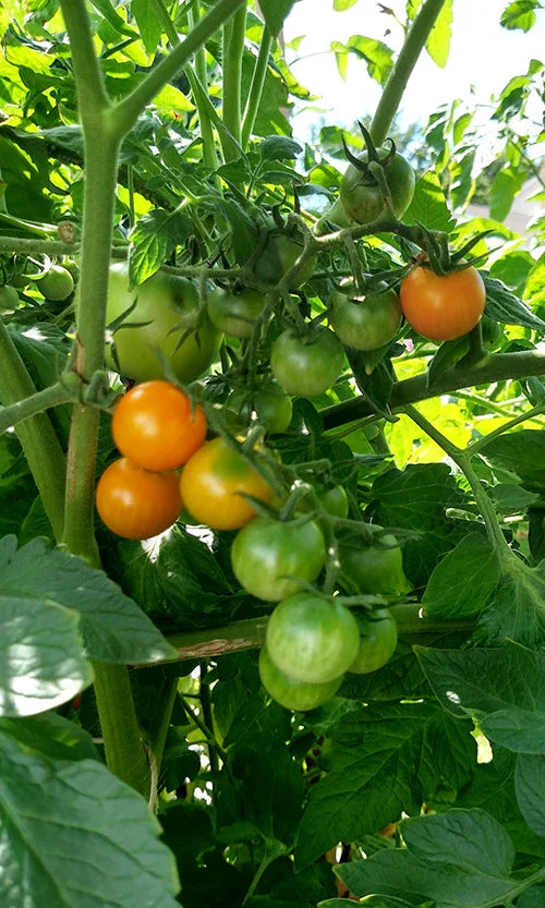 Cluster of ripening cherry tomatoes on the vine with green leaves in bright garden sunlight