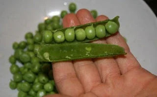 Close-up of fresh green peas in pods held over a bowl of shelled peas