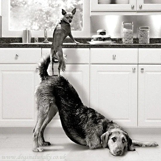 Recipe for a Great Team by Chef Kelly Sears - Marcel’s Culinary Experience