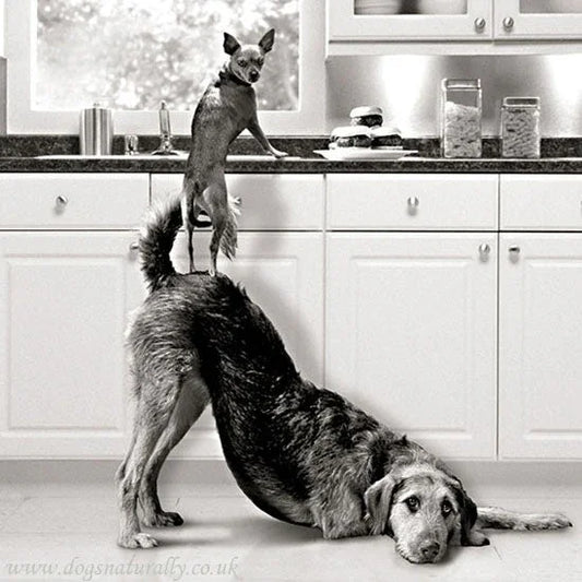 Recipe for a Great Team by Chef Kelly Sears - Marcel’s Culinary Experience