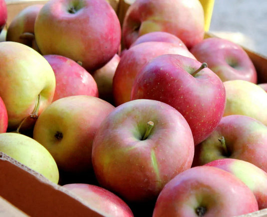 Close-up of fresh red and green apples in a wooden crate