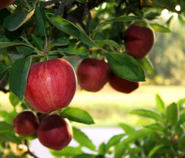 Falling for Apples (Caramel Apples, that is) by Carolyn Raber      - Marcel’s Culinary Experience