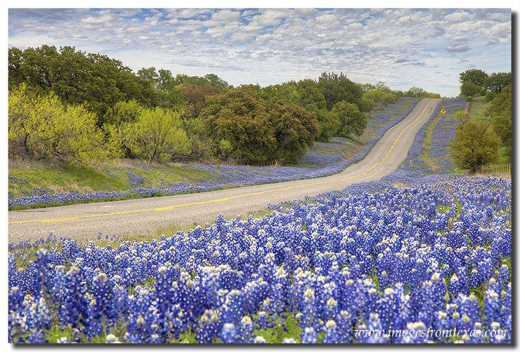 Country road winding through vibrant fields of bluebonnet wildflowers under a partly cloudy sky