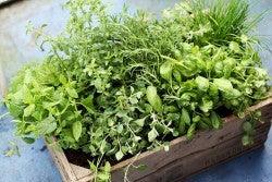 Fresh Herbs Create Fresh Flavors by Lynn Dugan - Marcel’s Culinary Experience