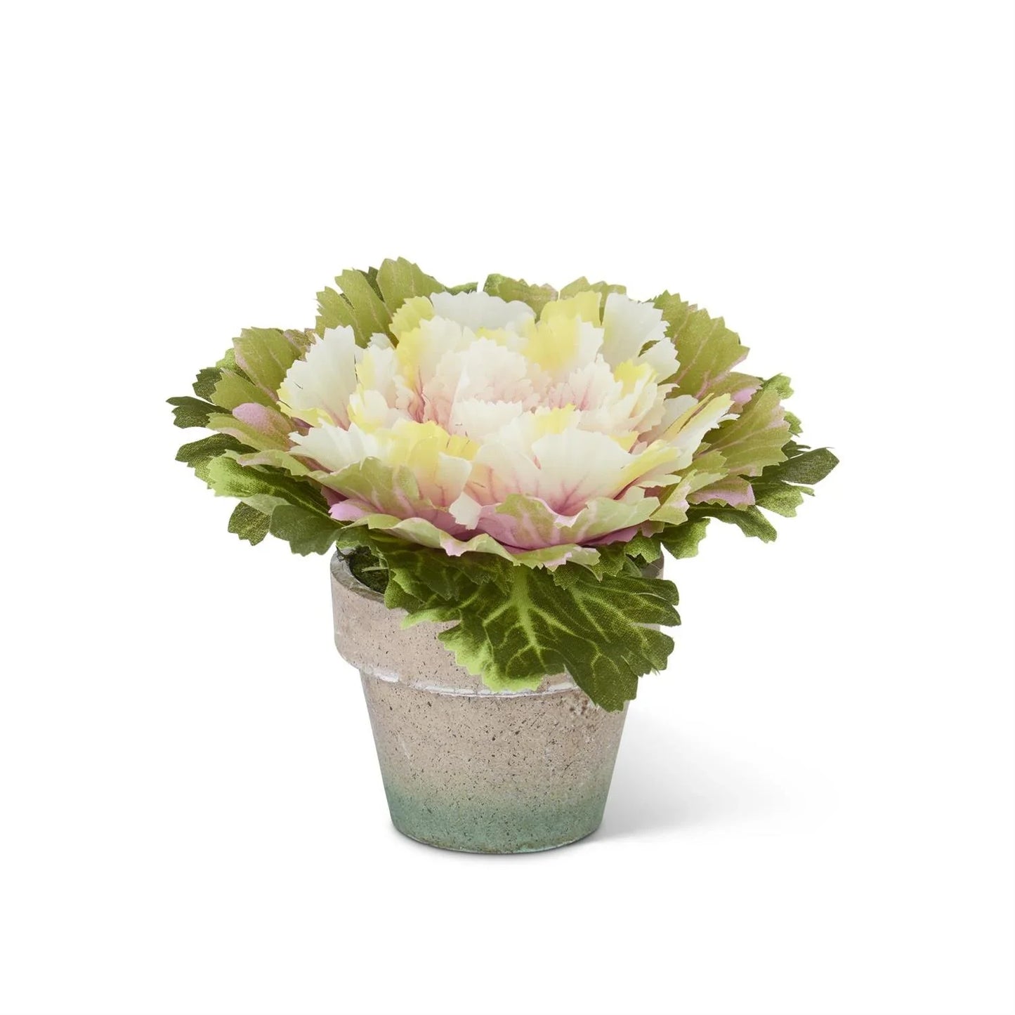 6" Pink Potted Cabbage - Marcel’s Culinary Experience