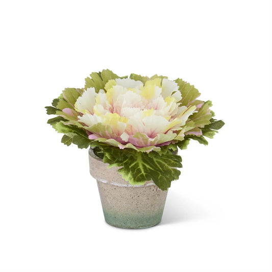 6" Pink Potted Cabbage - Marcel’s Culinary Experience