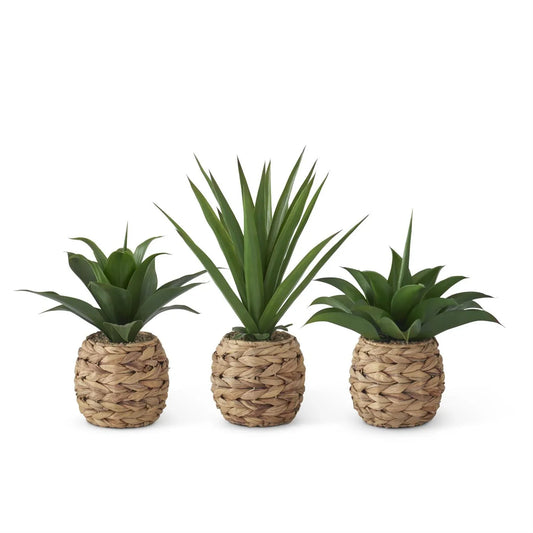 Tropical Foliage Plants in Woven Round Pots w/Faux Rocks - Marcel’s Culinary Experience