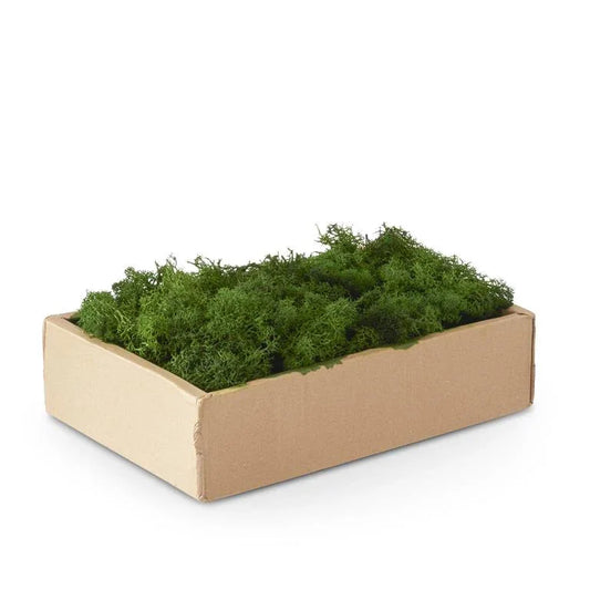 Green Reindeer Moss - Marcel’s Culinary Experience