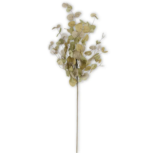 Green Two-Tone Eucalyptus Stem 36" - Marcel’s Culinary Experience