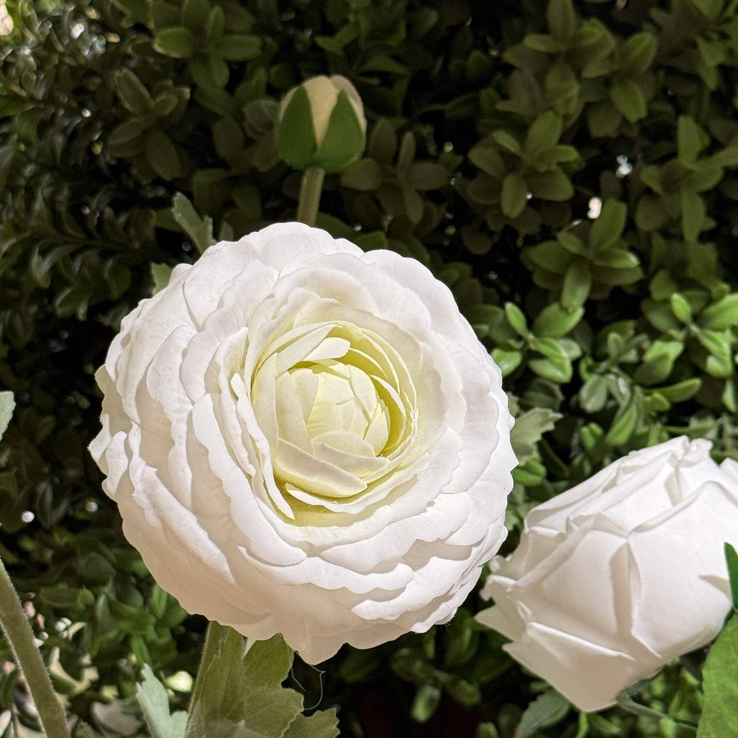 Ranunculus Stem White Real Touch 19 Inch