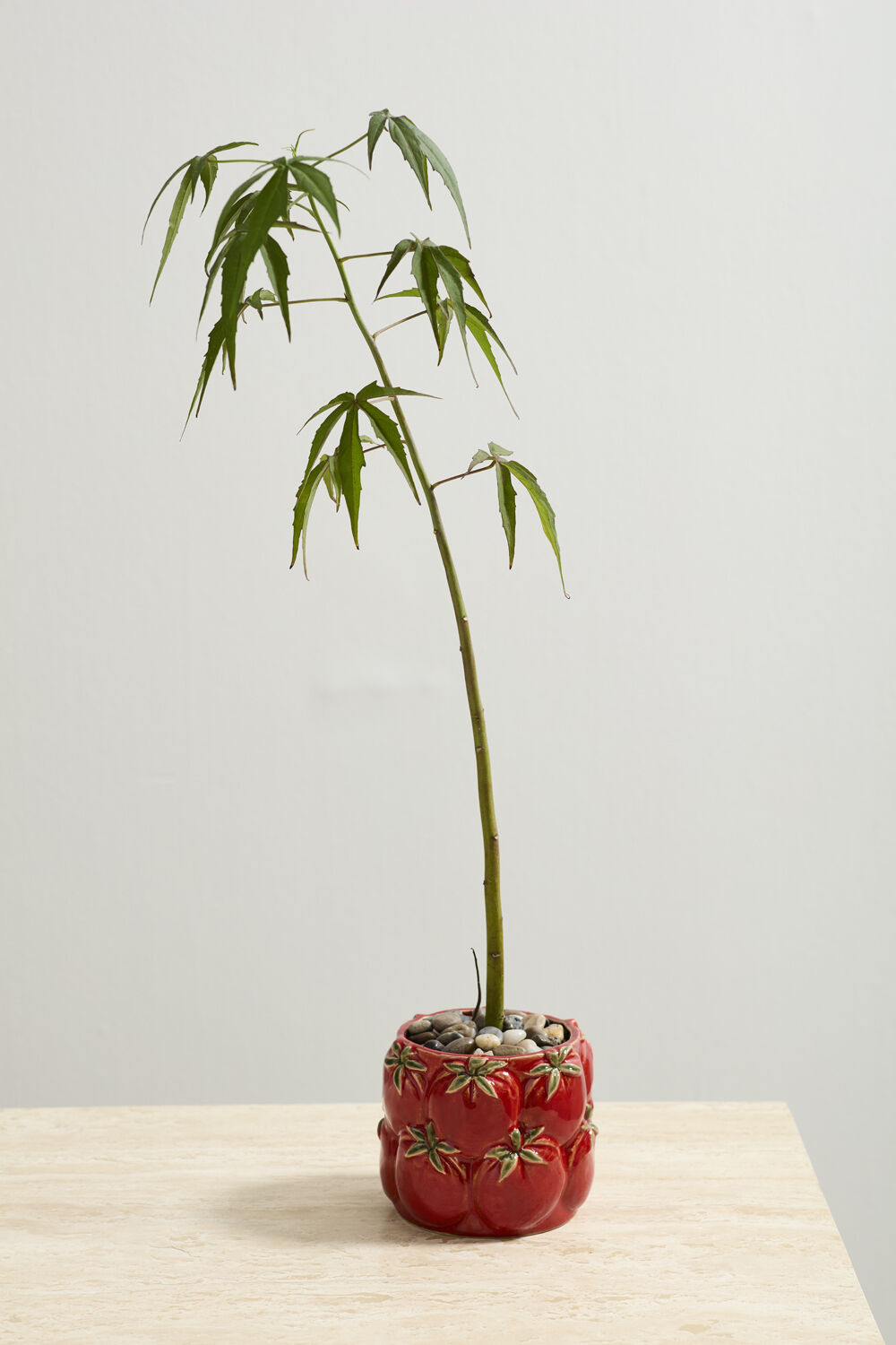 Cucina Pot