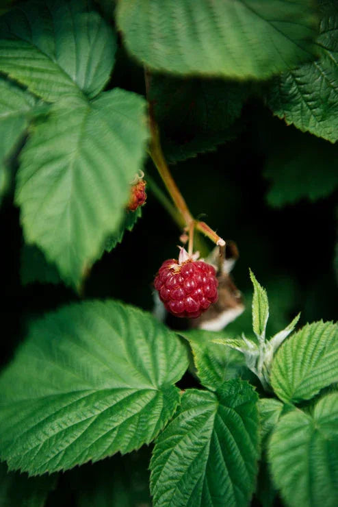 American Spoon Red Raspberry Butter - Marcel’s Culinary Experience