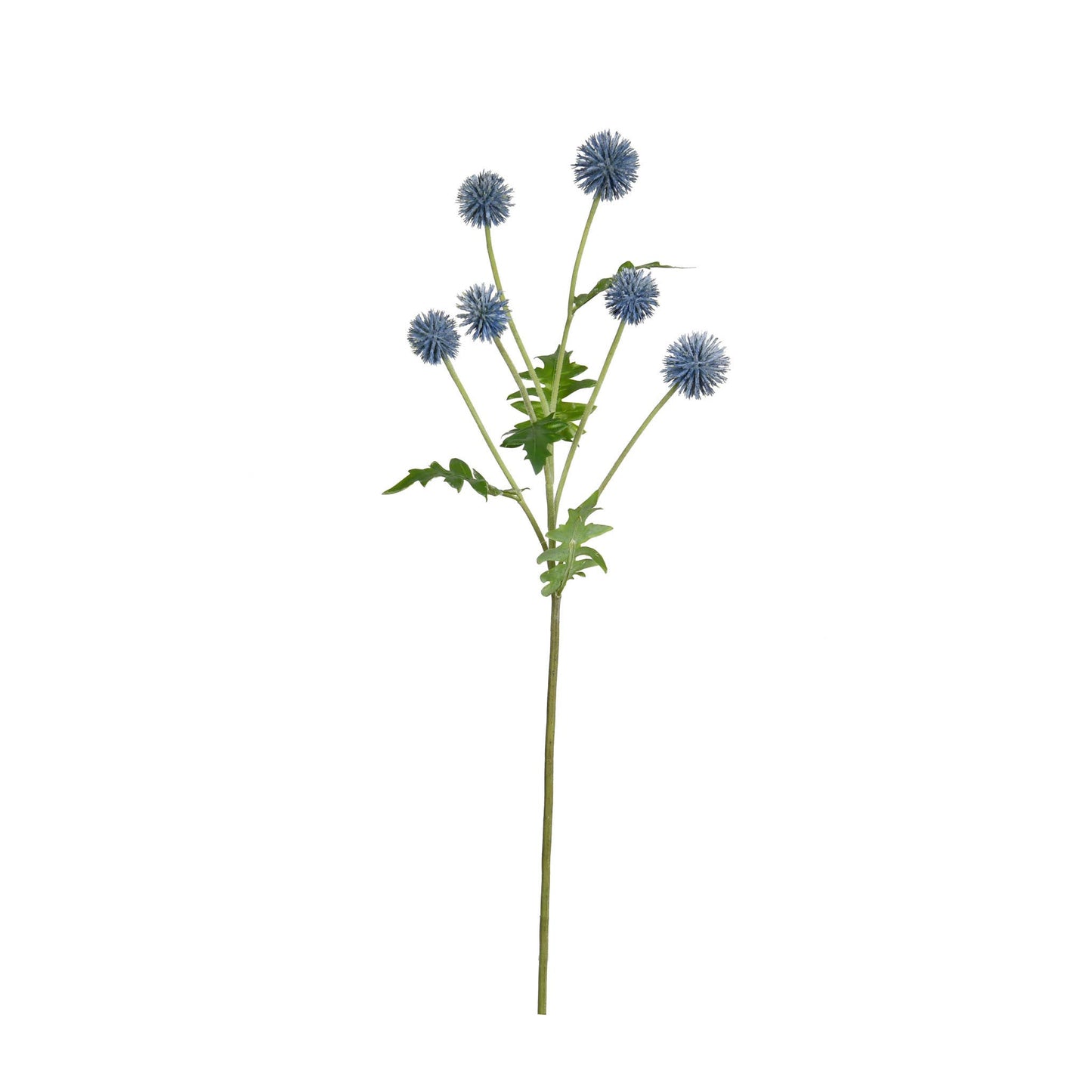Echinops Spray Blue 25 Inch