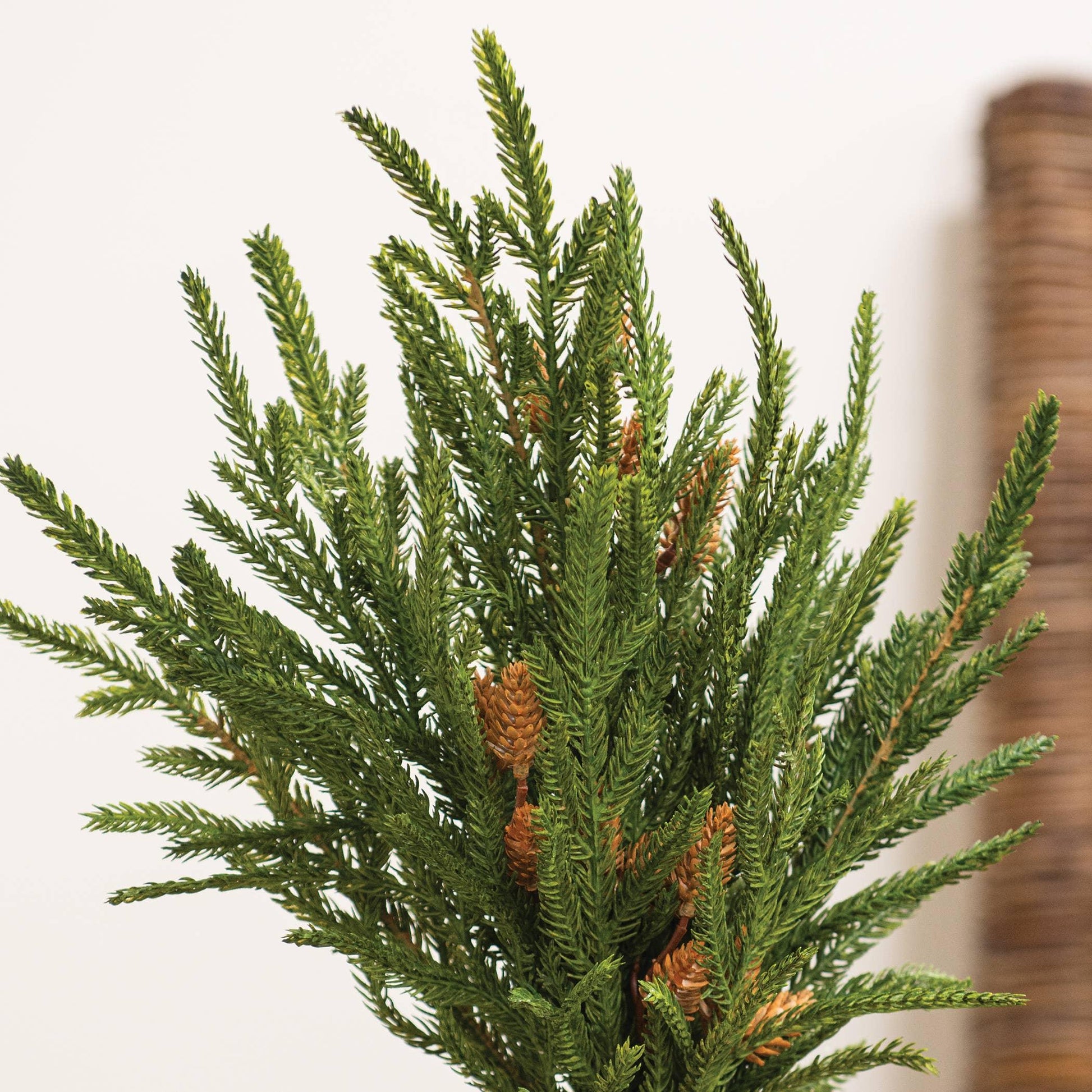 Soft Touch Austrian Pine Bush - 20" - Marcel’s Culinary Experience