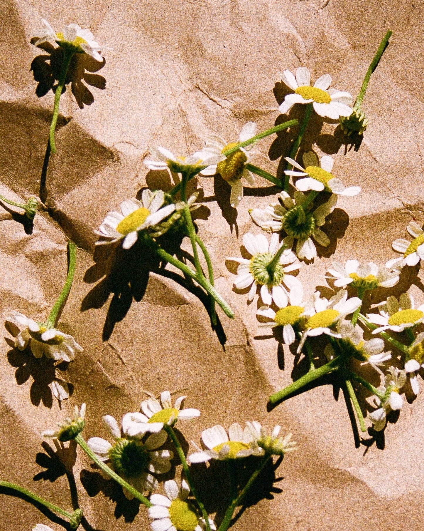 Chamomile Tea