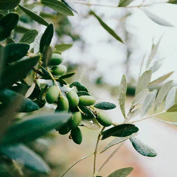 Panier des Sens Liquid Marseille Soap Limited Edition Olive - Marcel’s Culinary Experience