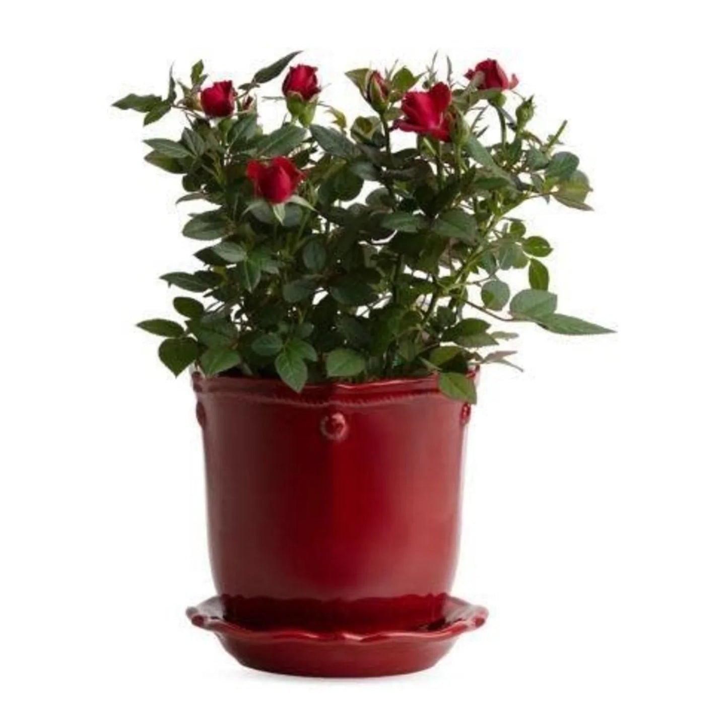 Juliska Berry & Thread 7" Planter & Saucer - Ruby - Marcel’s Culinary Experience